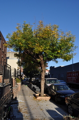 Fraxinus pennsylvanica