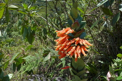 Macleania smithiana