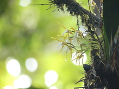 Maxillaria pseudoreichenheimiana