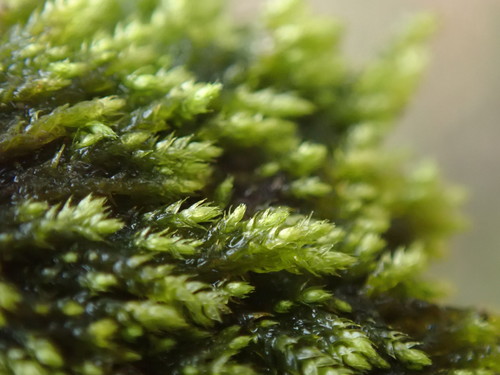 Brachytheciastrum velutinum var. velutinum