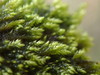Velvet Ragged Moss - Photo no rights reserved, uploaded by Randal