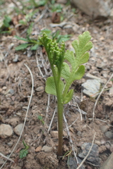 Botrychium boreale
