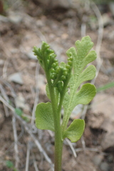 Botrychium boreale