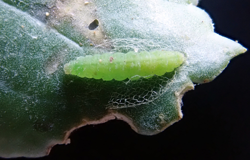 Diamondback moth