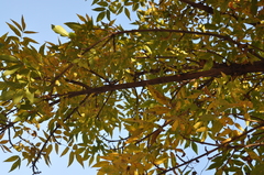 Fraxinus pennsylvanica