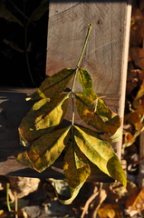 Fraxinus pennsylvanica