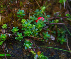 Disterigma empetrifolium