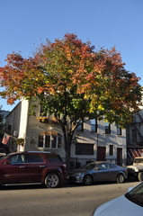 Fraxinus pennsylvanica