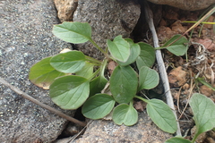 Oxygraphis glacialis