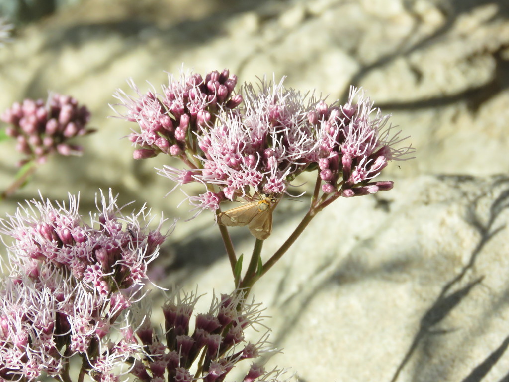 Dysauxes parvigutta