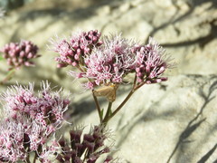 Dysauxes parvigutta