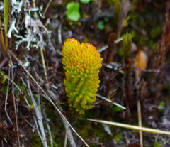 Phlegmariurus hystrix