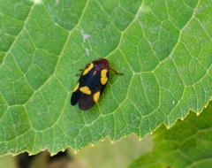 Sphenorhina limbata