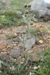 Artemisia furcata