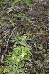 Viola gmeliniana