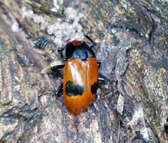 Saccomorphus