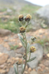 Artemisia furcata
