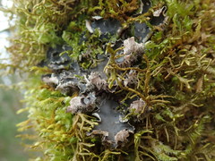 Peltigera neckeri