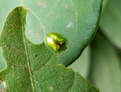 Plagiometriona herbea