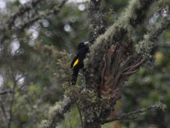 Cacicus chrysonotus