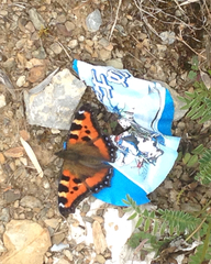 Aglais urticae chinensis