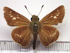 Parnara guttata