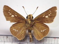 Parnara guttata