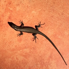 Trachylepis