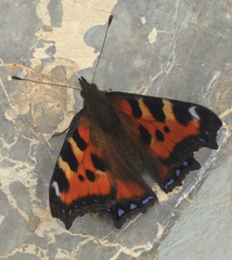 Aglais urticae chinensis