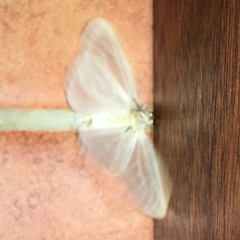 Stemorrhages sericea