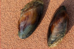Pleiodon spekii
