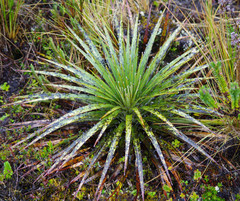 Puya clava-herculis
