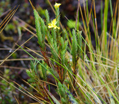 Hypericum lancioides