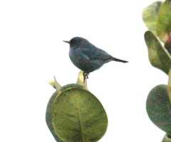 Diglossa caerulescens