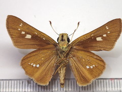 Parnara guttata