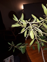 Euclea natalensis natalensis