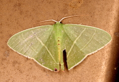 Urolitha bipunctifera