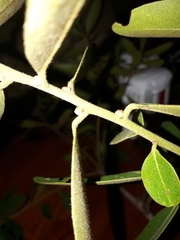 Euclea natalensis natalensis