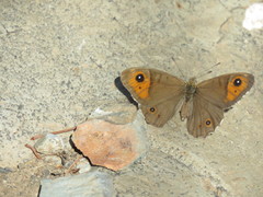 Lasiommata menava