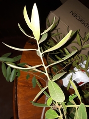 Euclea natalensis natalensis