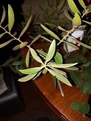 Euclea natalensis natalensis