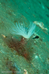 Ceriantheopsis