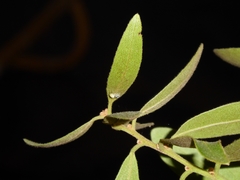 Euclea natalensis natalensis