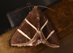 Grammodes justa