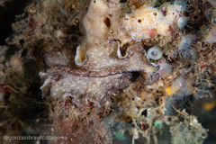 Phrikoceros mopsus