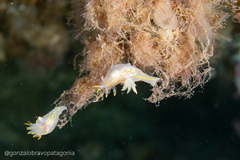 Polycera marplatensis