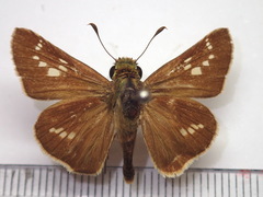 Parnara guttata