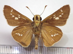 Parnara guttata