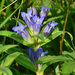 Cross Gentian - Photo (c) bathyporeia, some rights reserved (CC BY-NC-ND)