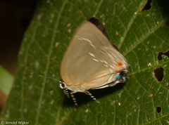 Strephonota ambrax